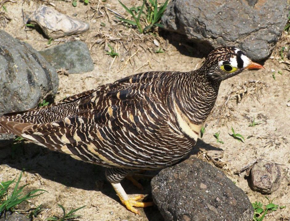 Uccelli dell''Etiopia da identificare