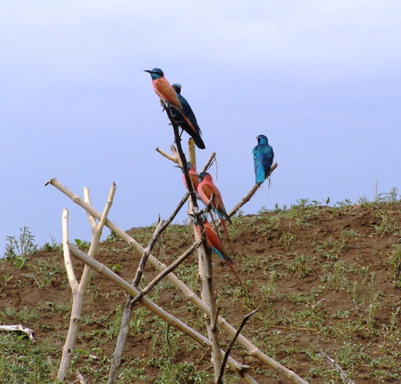 Uccelli dell''Etiopia da identificare