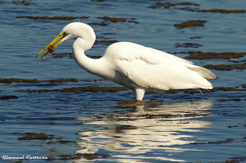 ardea alba