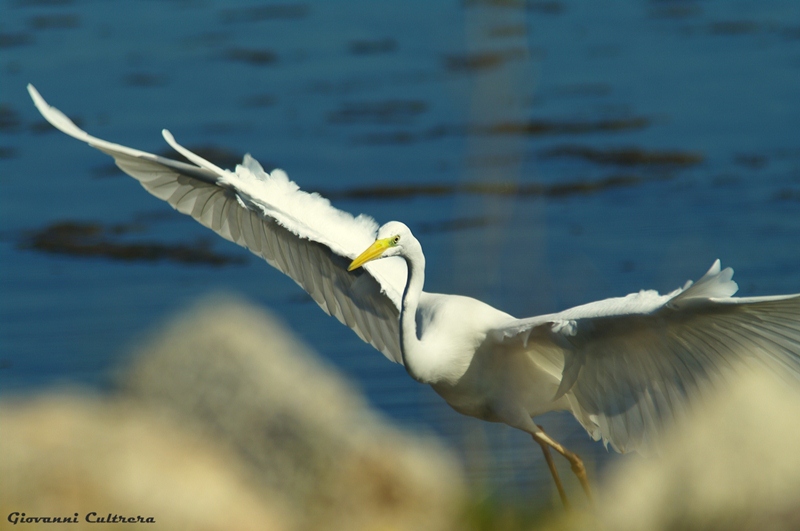 ardea alba