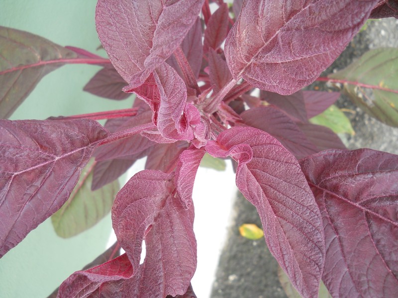 Amaranthus sp. - piana di Caniparola (MS)