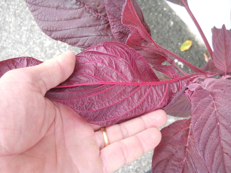 Amaranthus sp. - piana di Caniparola (MS)