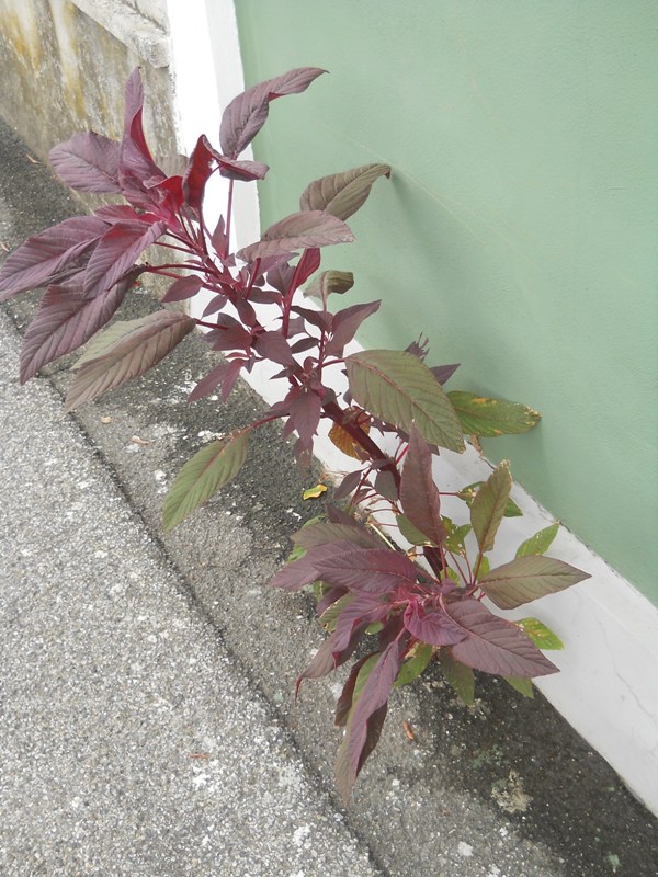 Amaranthus sp. - piana di Caniparola (MS)