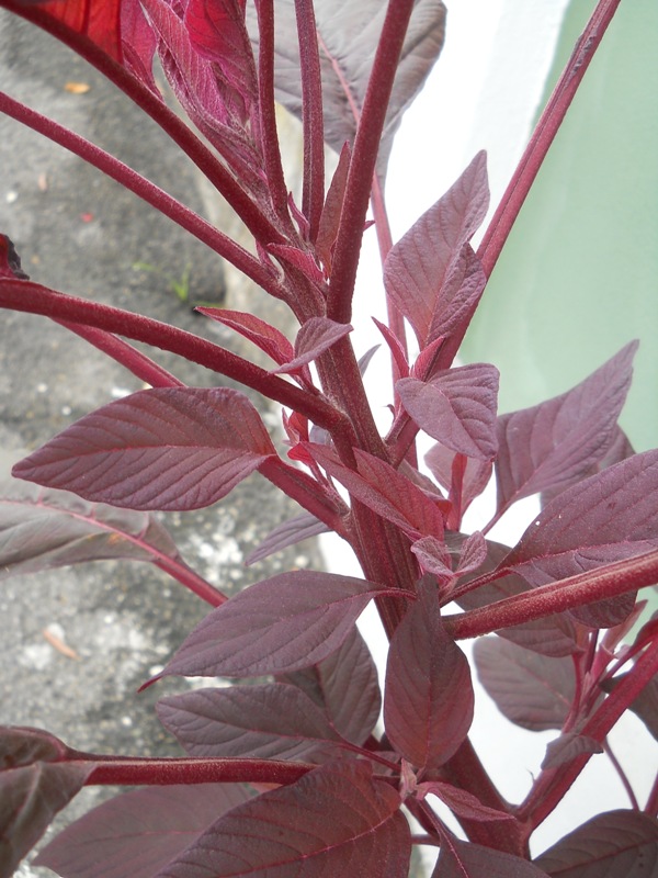 Amaranthus sp. - piana di Caniparola (MS)