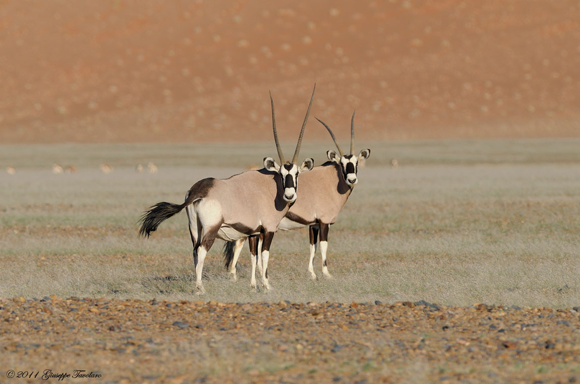 Deserto del Namib (Namibia)