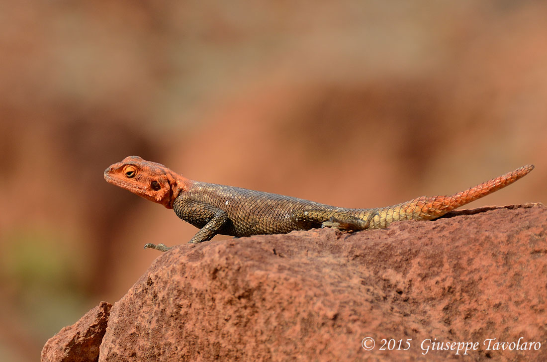 Agamide (?) dalla Namibia