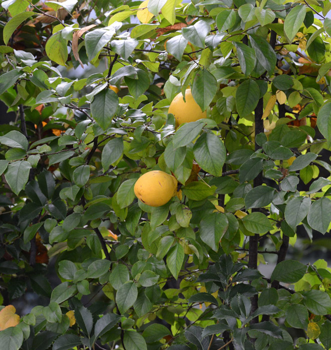 alberello con frutti da identificare