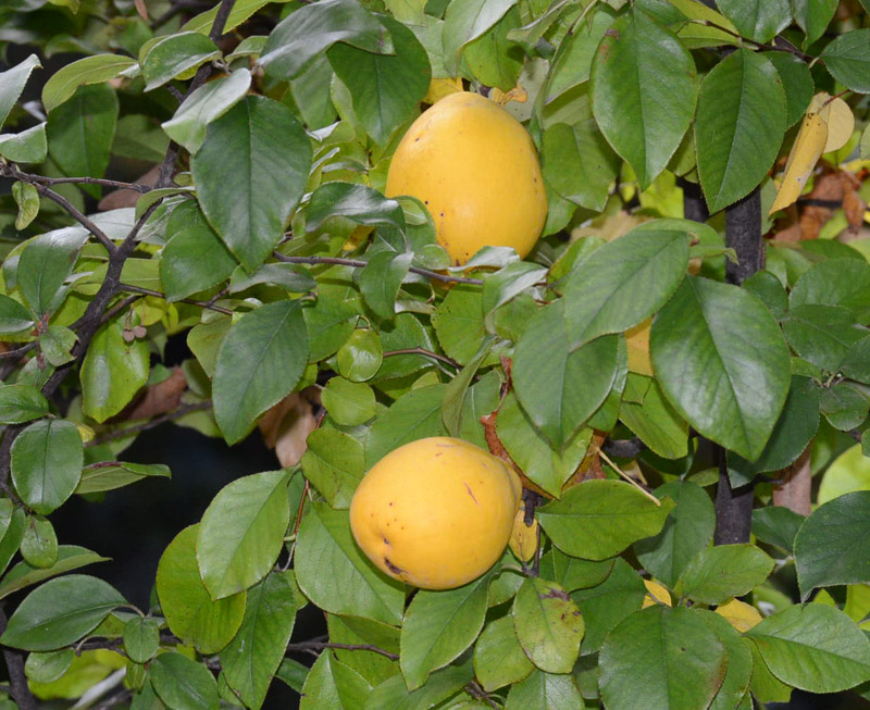 alberello con frutti da identificare