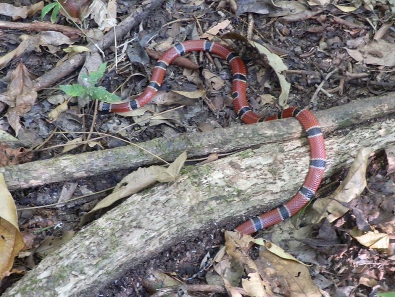 Coral snake