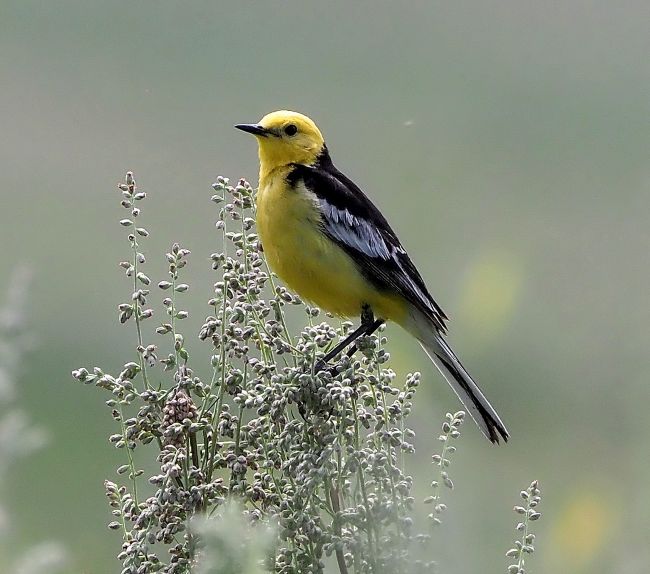 Motacilla citreola - Cutrettola testagialla orientale