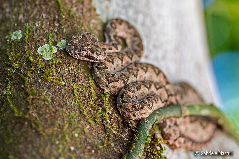 Identificazione serpente