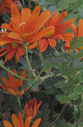 cultivars di Chrysanthemum sp.