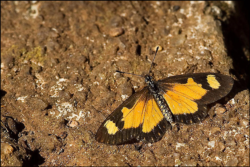 Farfalle del Kenya:   Mylothris sp. e Acraea acerata