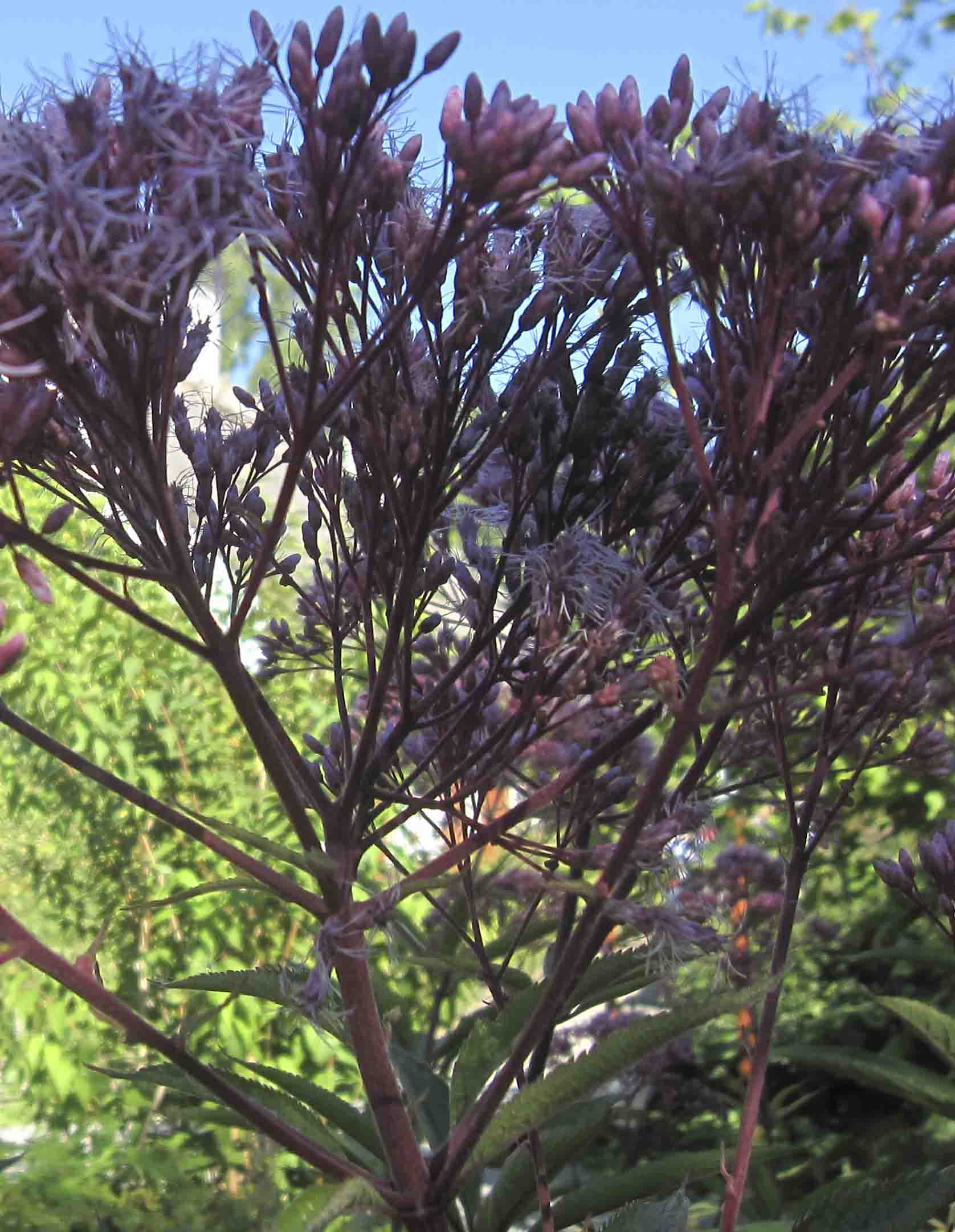 Eupatorium cannabinum e Epilobium sp.