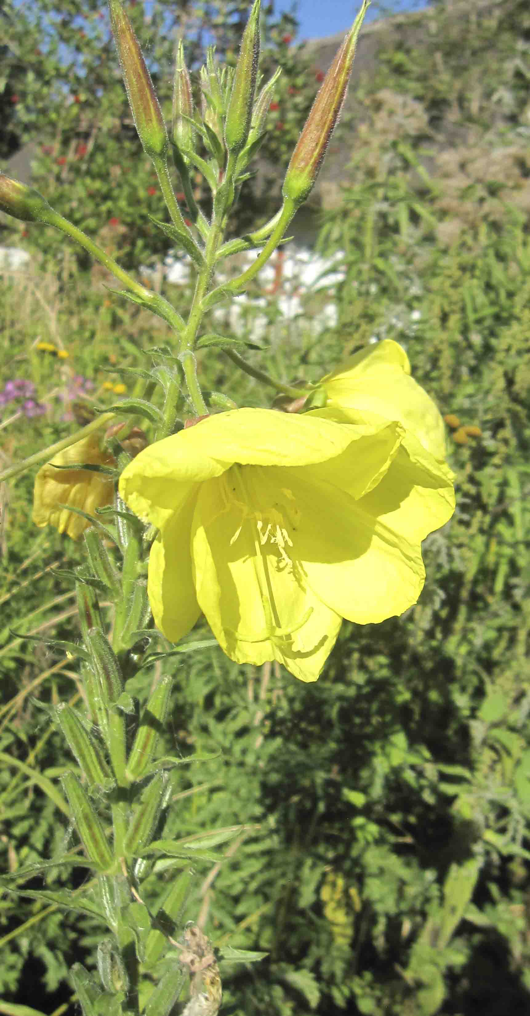 Che Lilium? - no, Oenothera sp.