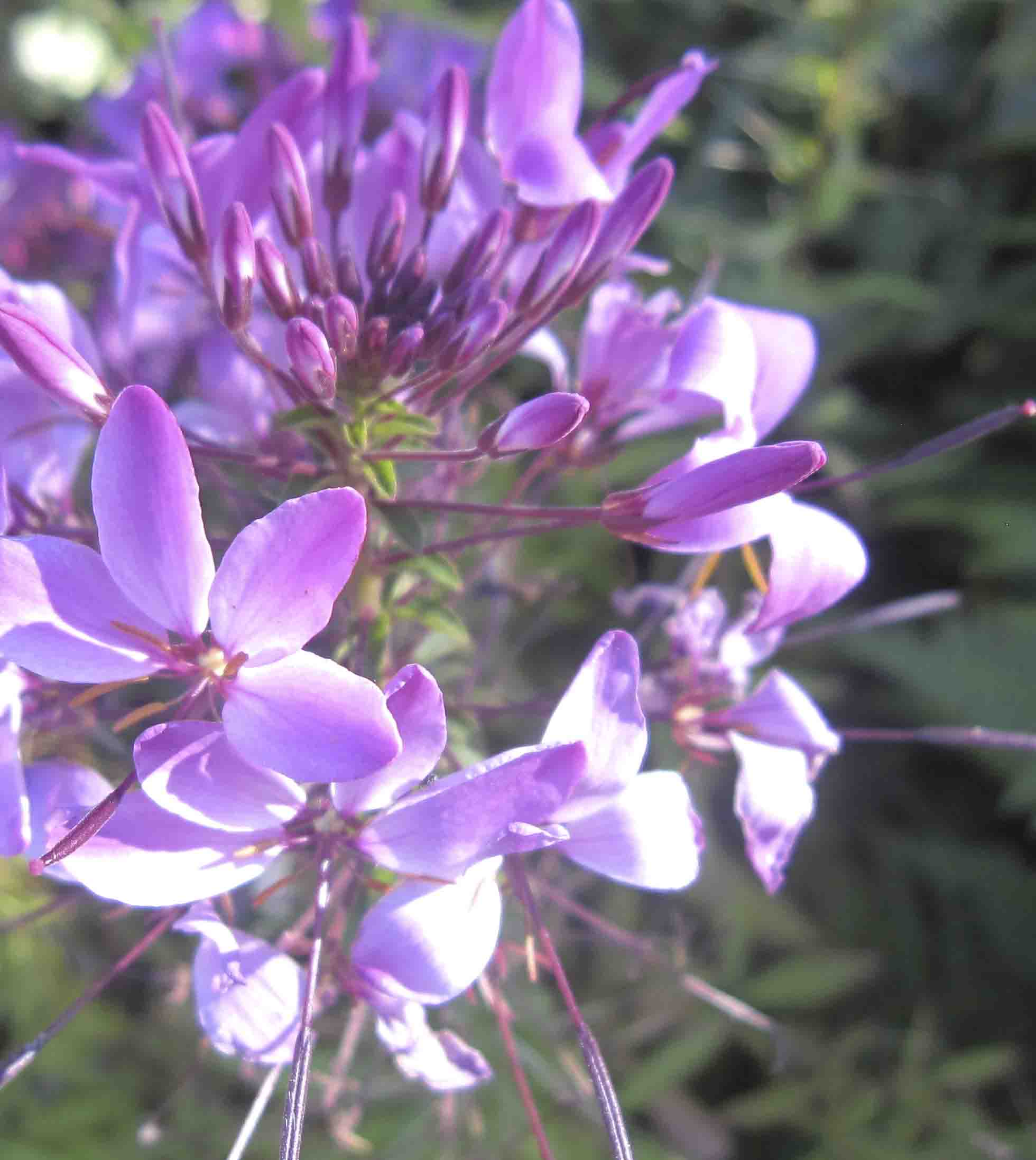 Eupatorium cannabinum e Epilobium sp.