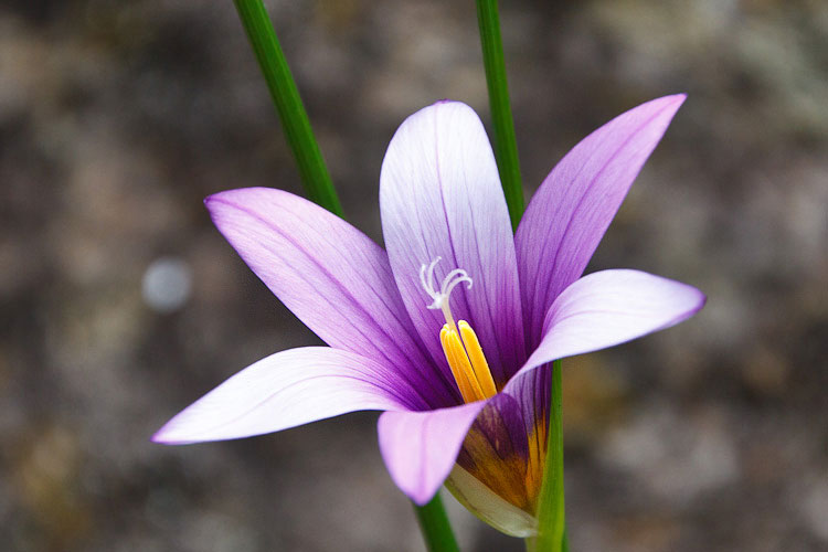 Romulea grandiscapa Baker La Palma