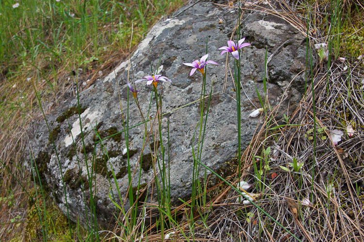 Romulea grandiscapa Baker La Palma