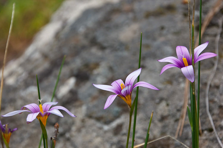 Romulea grandiscapa Baker La Palma