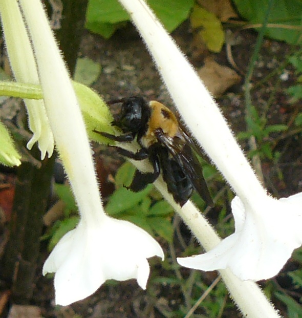 USA Xylocopa sp?