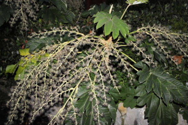 Tetrapanax papyrifer (Araliaceae)