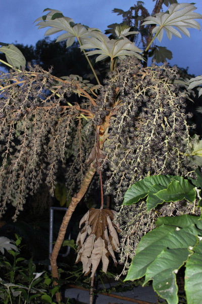 Tetrapanax papyrifer (Araliaceae)