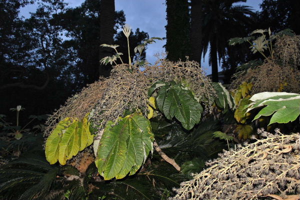 Tetrapanax papyrifer (Araliaceae)