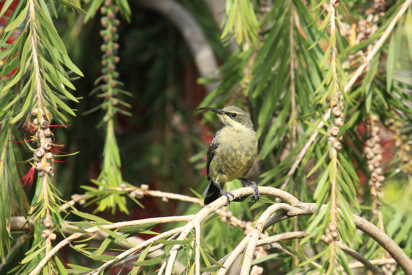 Sunbird (Nectariniidae) dell''Etiopia