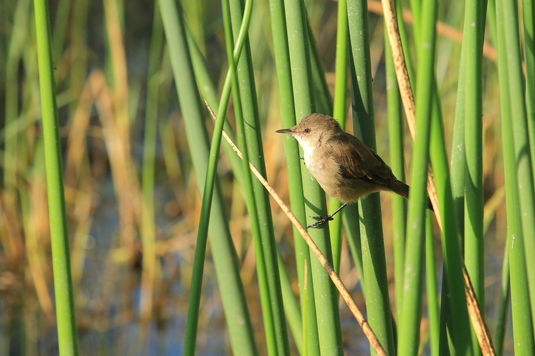 Passeriformes: cfr. Acrocephalus gracilirostris