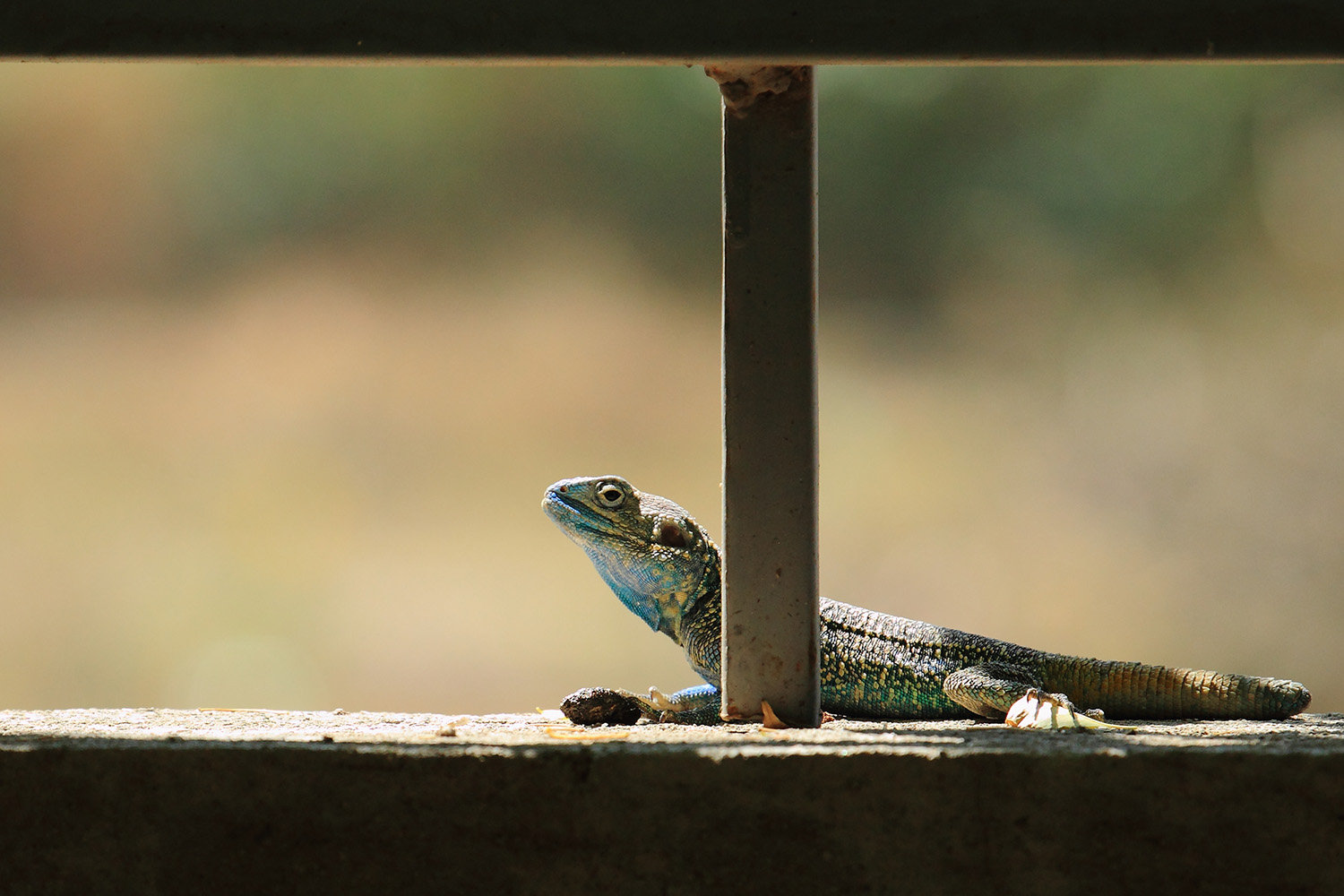 Rettile etiope:  cfr. Xenagama zonura (Agamidae)