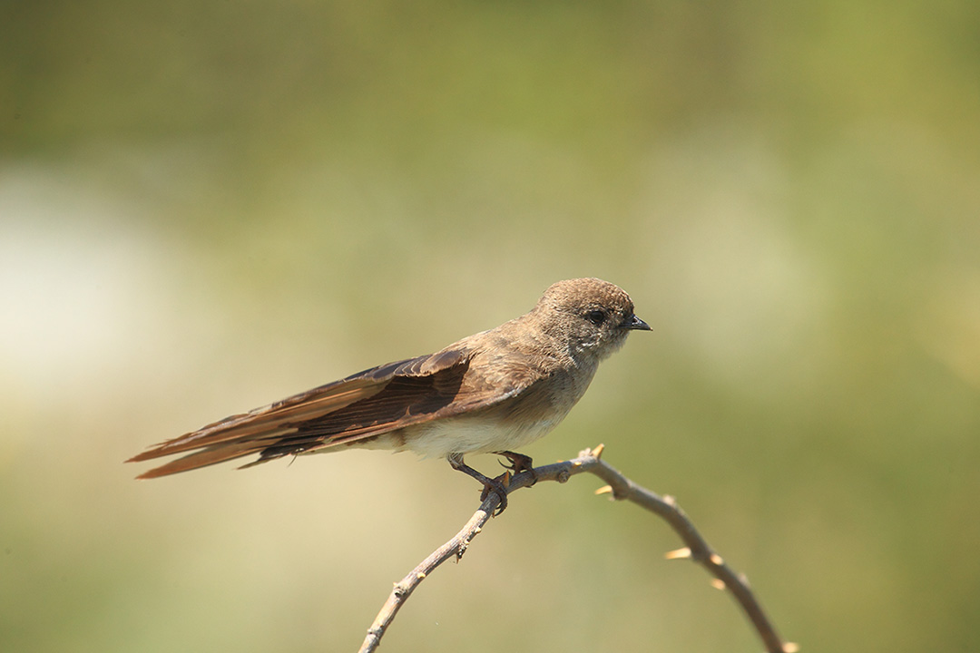 Topino africano (Riparia paludicola-Hirundinidae) - Etiopia