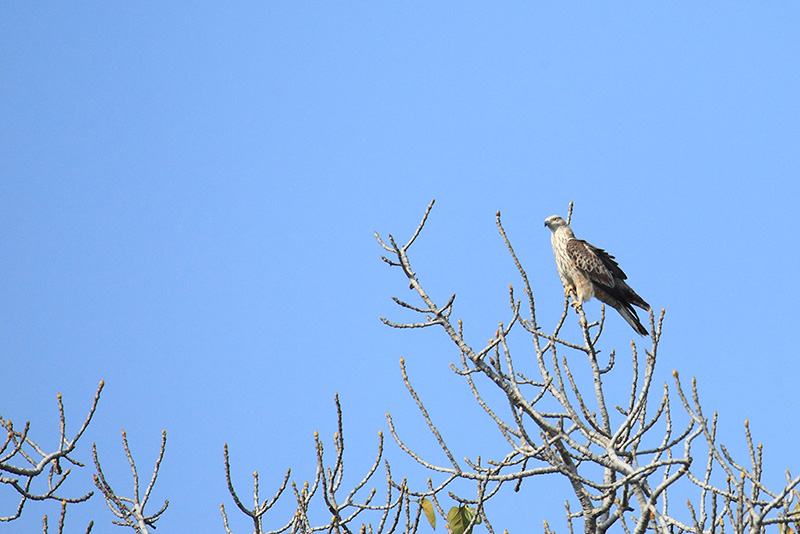 Rapace indiano