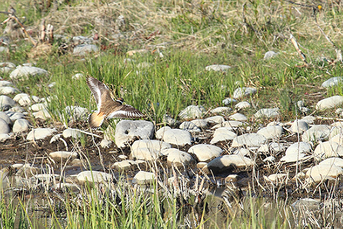 Charadrius vociferus - Gran Teton N.P.  (Wyoming- USA)