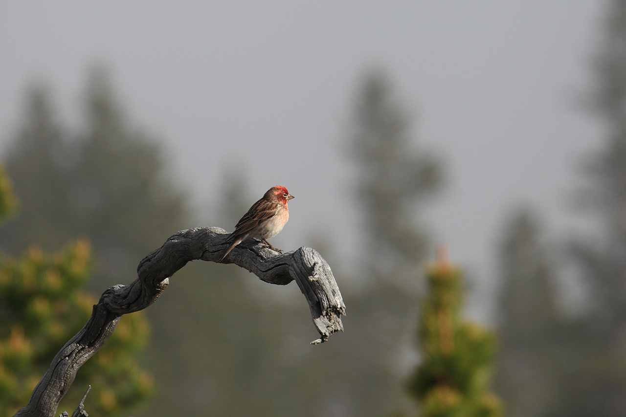 Fringillidae del parco di Yellowstone:  Carpodacus cassinii