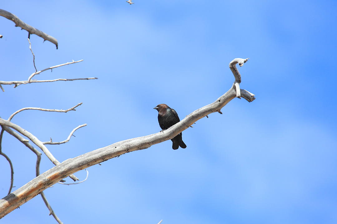 Da Yellowstone:  Vaccaro testabruna (Molothrus ater)