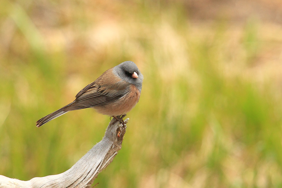 Da Yellowstone:   Junco hyemalis mearnsi (Emberizidae)