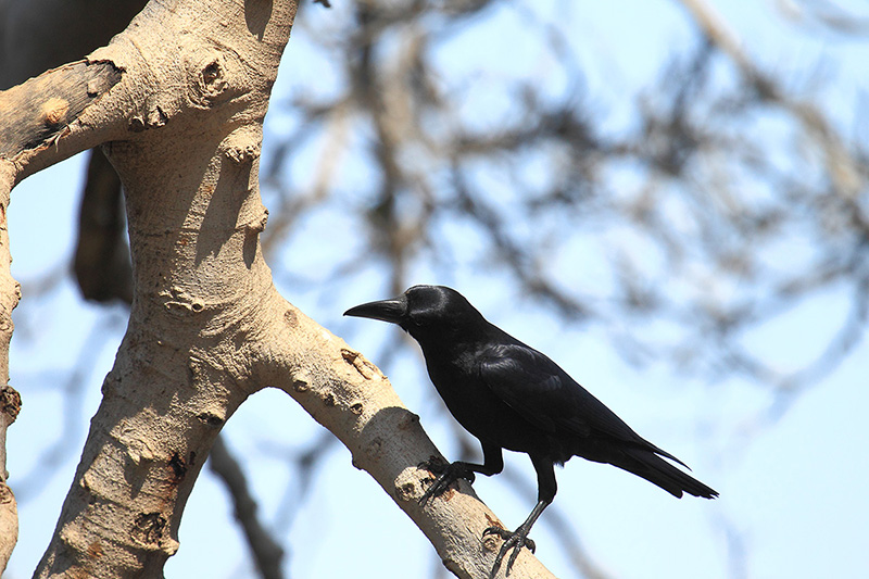 Corvo indiano da identificare