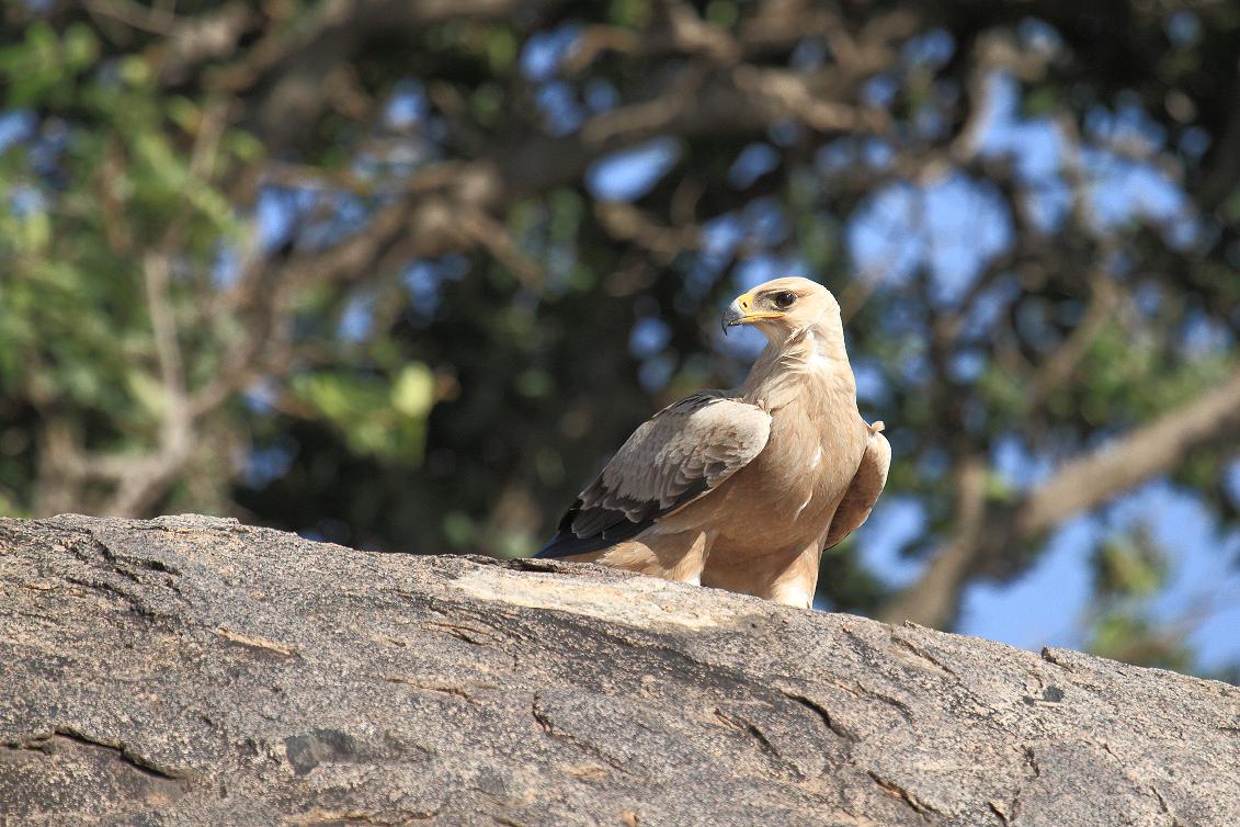 Aquila delle steppe?