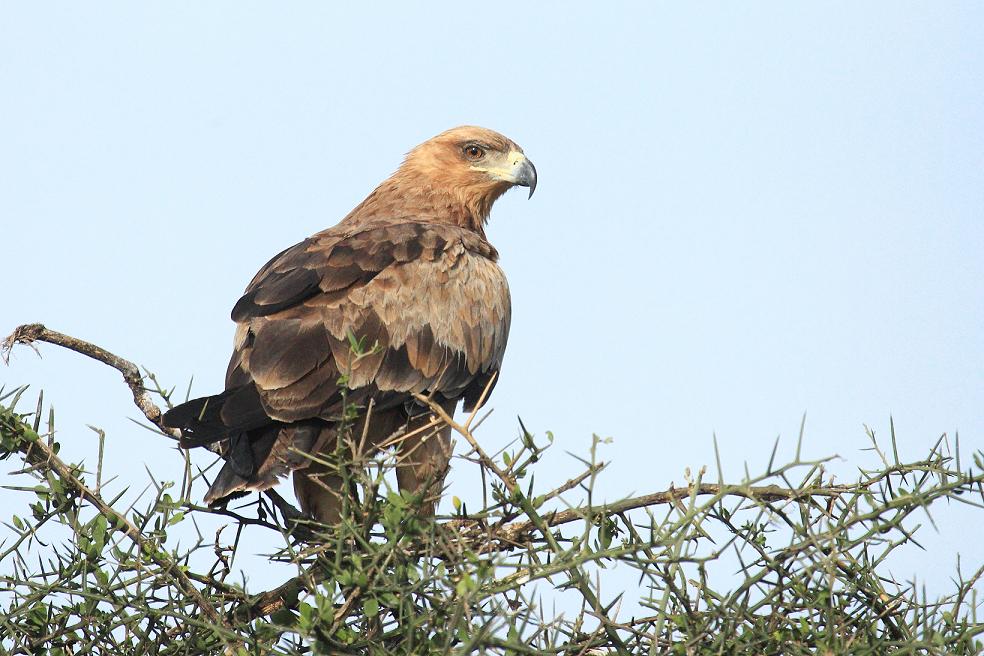 Aquila delle steppe?