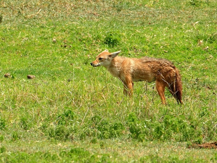 Sciacallo Serengeti