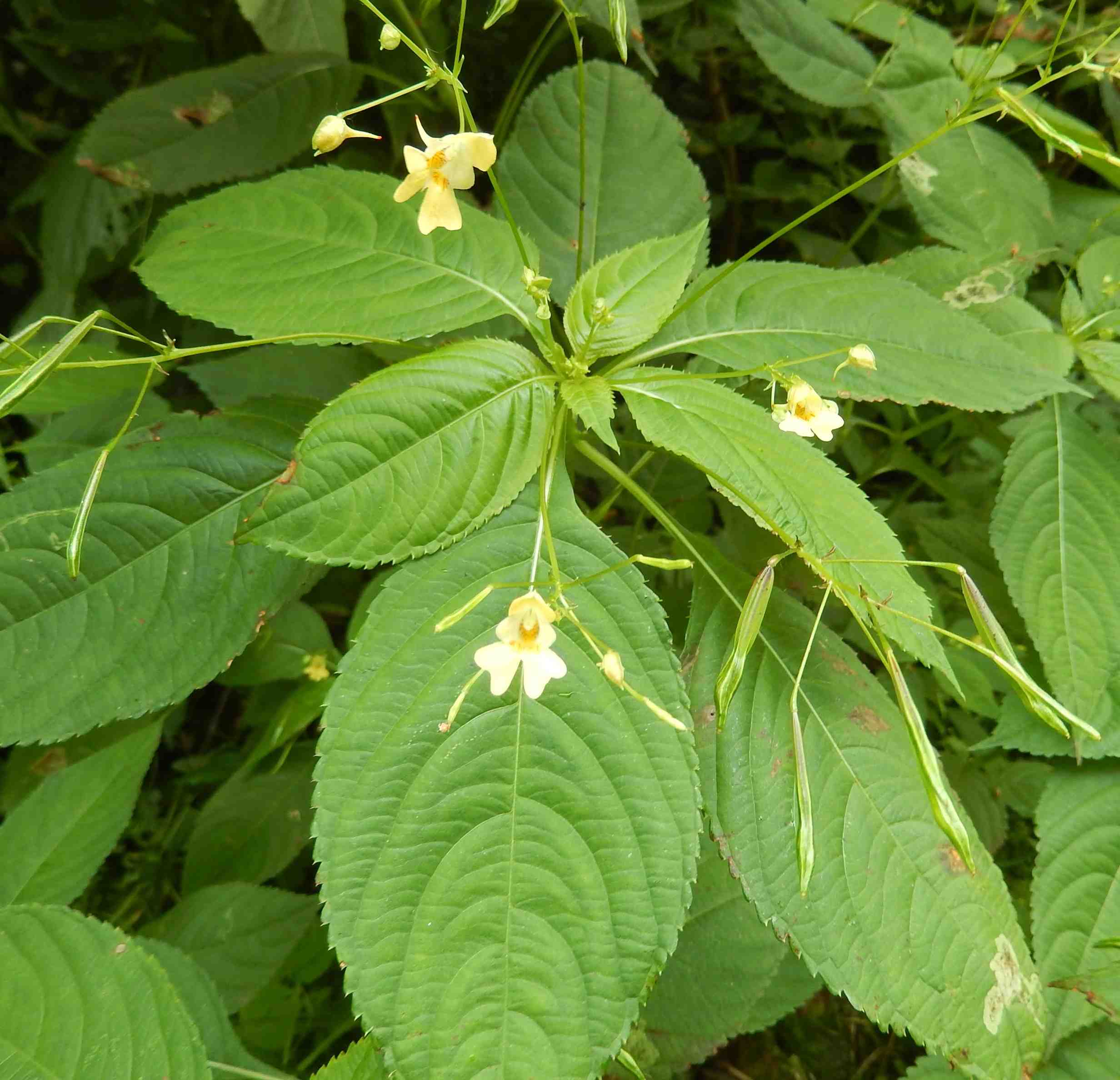 Impatiens parviflora (Balsaminaceae) - Bialowieza (Polonia)