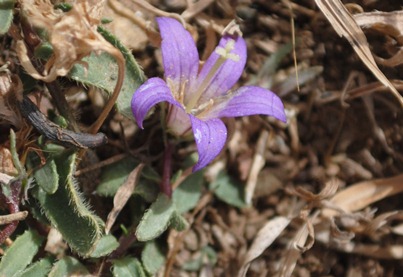 Monti Atlas - Campanula filicaulis