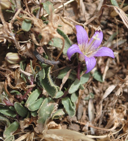 Monti Atlas - Campanula filicaulis