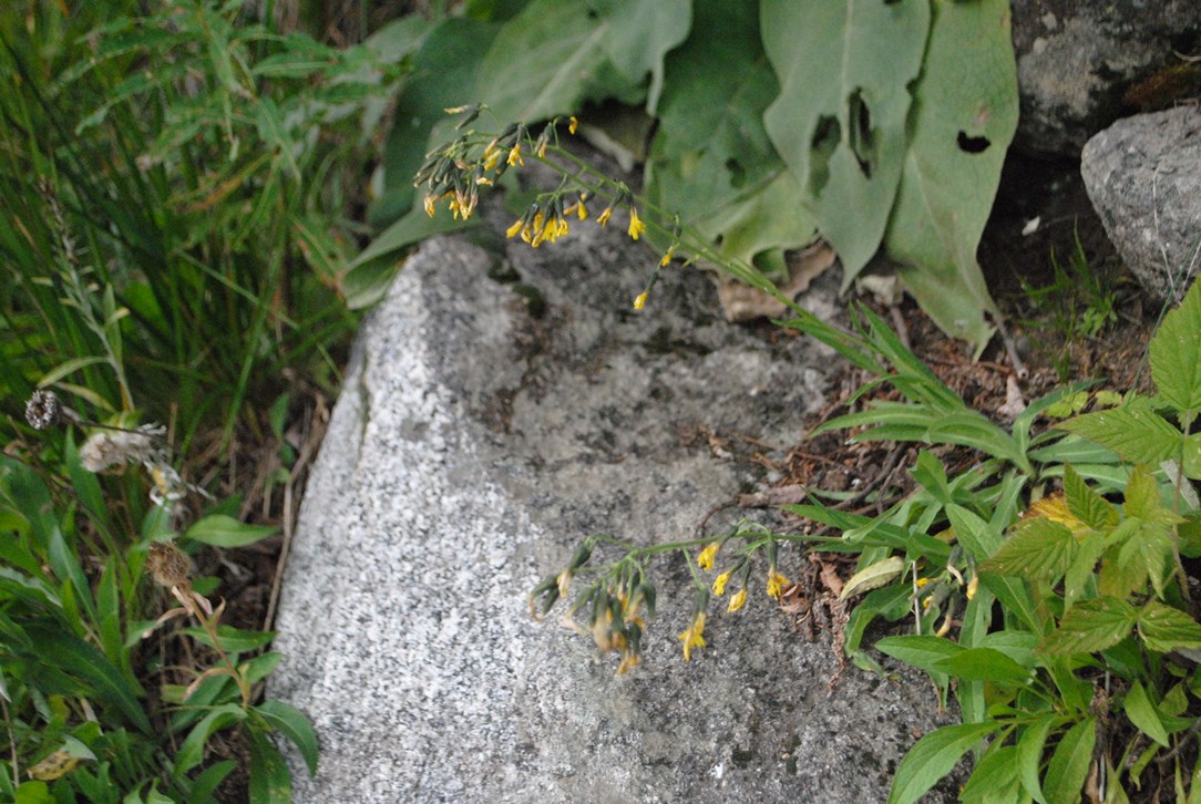 Monte Vitosha 1- vicino Sofia (Bulgaria)