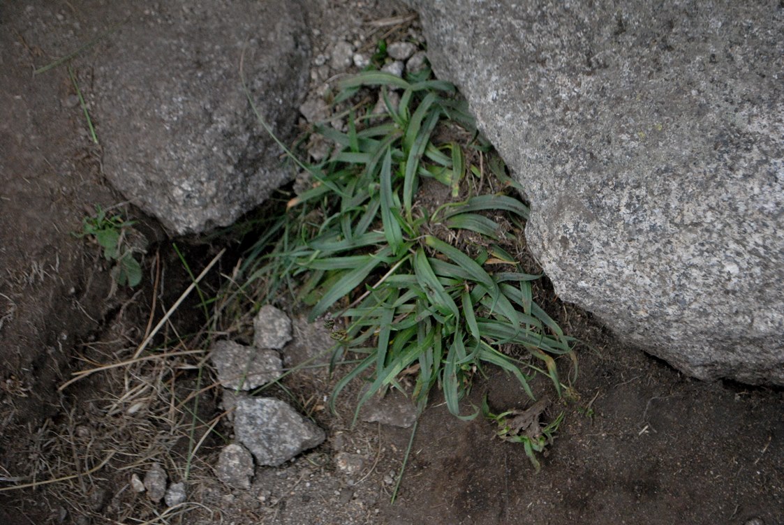 Plantago atrata   - Monte Vitosha ( presso Sofia - Bulgaria)