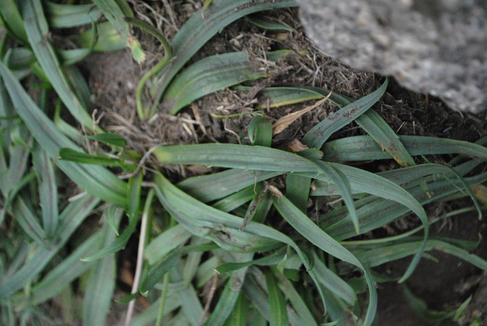 Plantago atrata   - Monte Vitosha ( presso Sofia - Bulgaria)