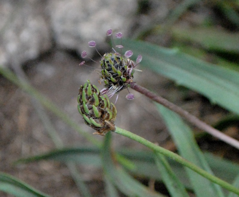 Plantago atrata   - Monte Vitosha ( presso Sofia - Bulgaria)