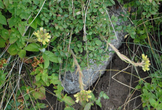 Jovibarba sp. (Crassulaceae) - presso Sofia (Bulgaria)