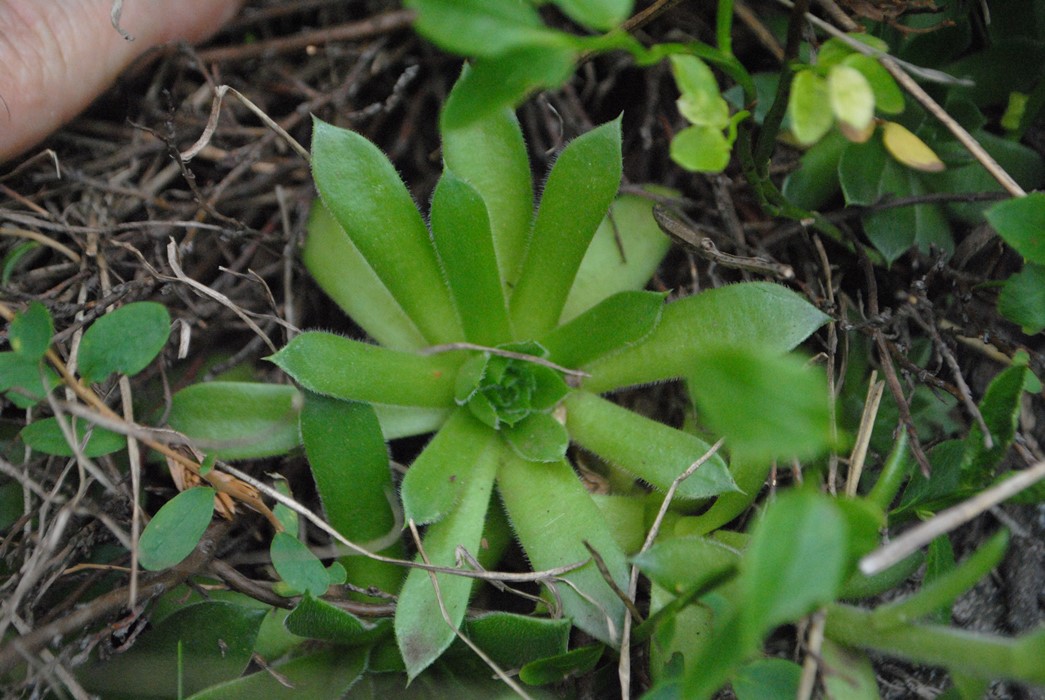 Jovibarba sp. (Crassulaceae) - presso Sofia (Bulgaria)