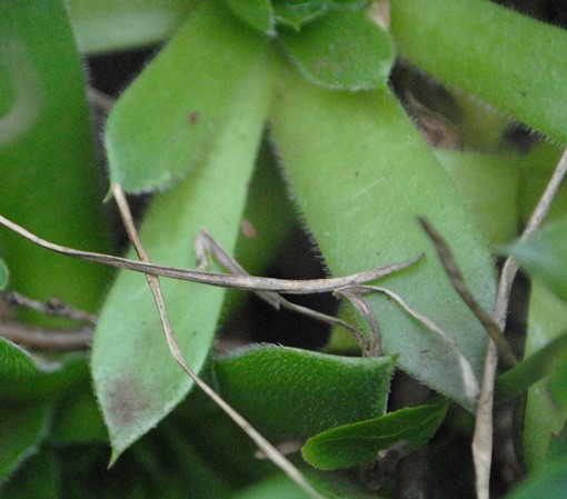 Jovibarba sp. (Crassulaceae) - presso Sofia (Bulgaria)